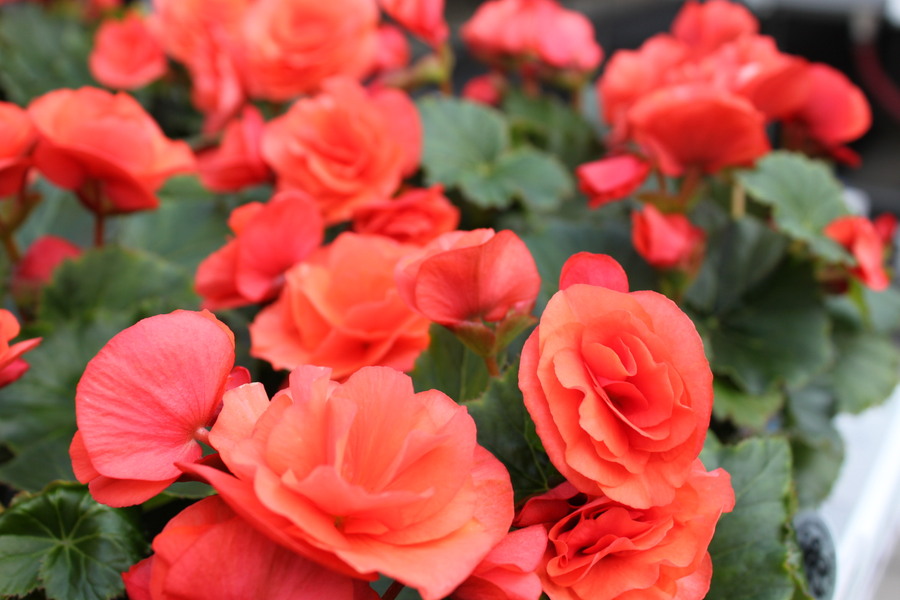 B. ‘Solenia Orange’